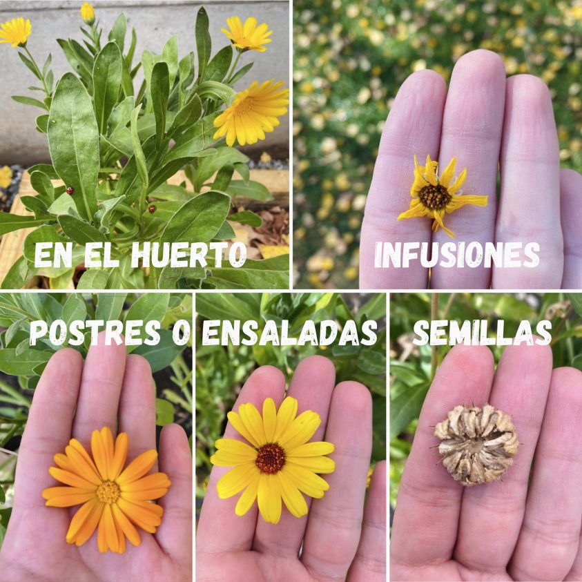 Semillas Caléndula amarilla/naranja – Huerto Machalí