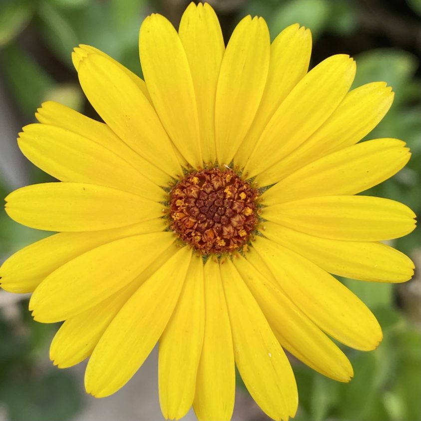 Semillas Caléndula amarilla/naranja – Huerto Machalí